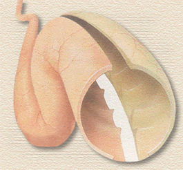 Intestine pic
